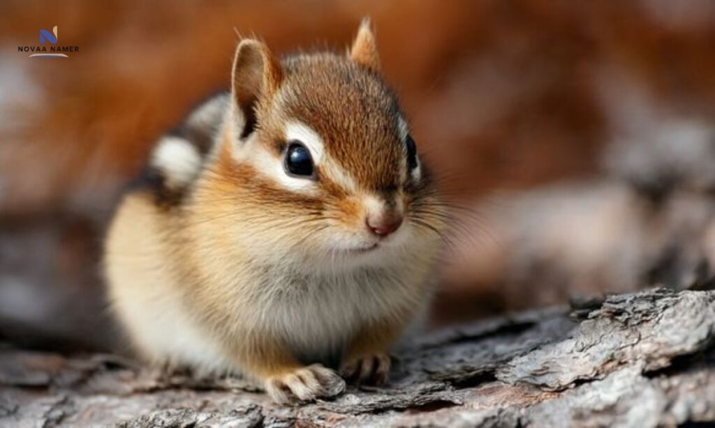 Unique Chipmunk Names