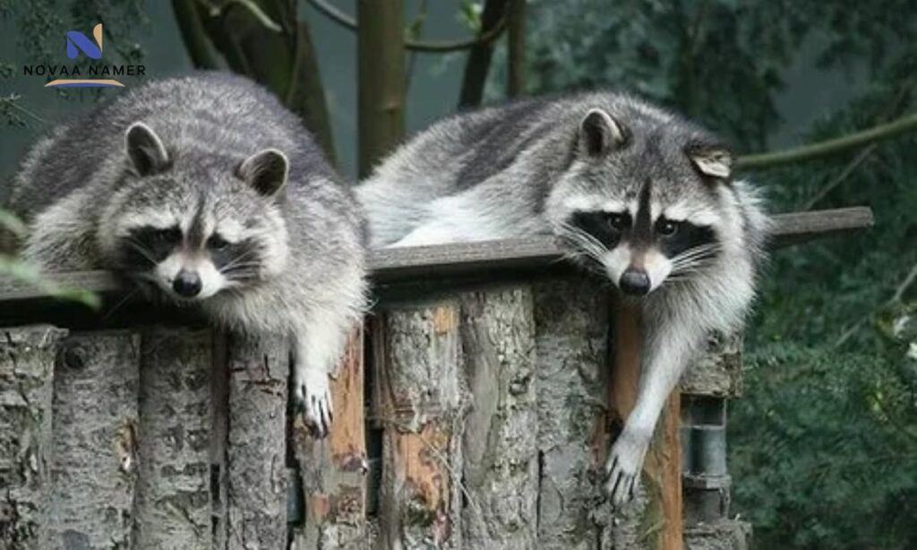 Famous Raccoon Names