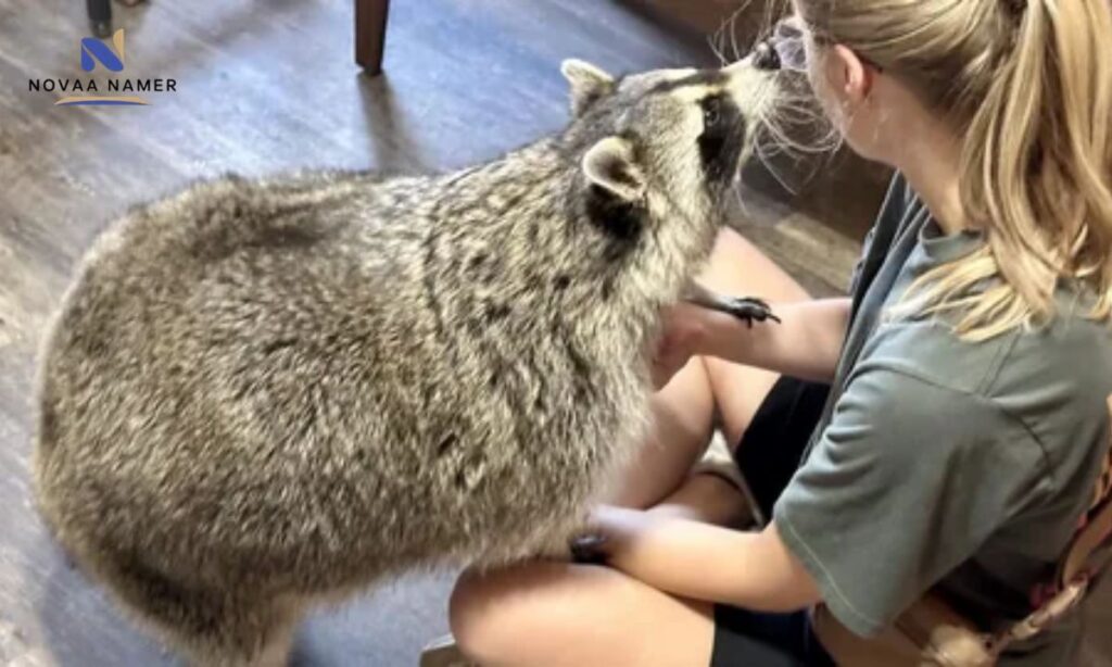 Unique Raccoon Names